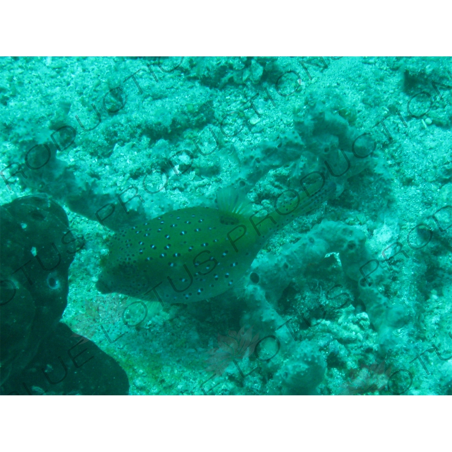 Puffer Fish Swimming through Coral off Gili Meno