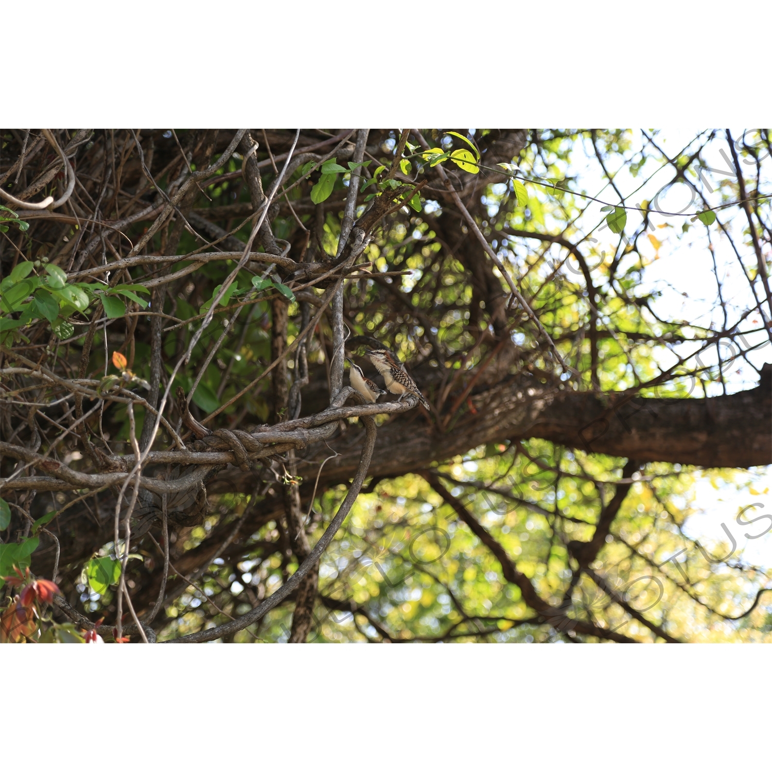 Birds In a Tree near Playa Guiones in Nosara