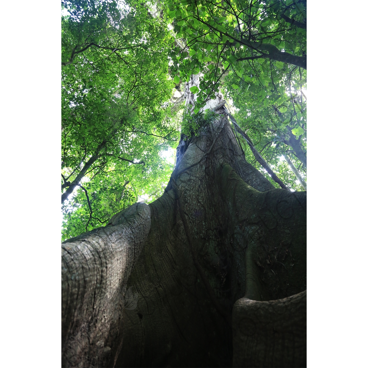 Giant Kapok/Ceiba Tree in Arenal Volcano National Park