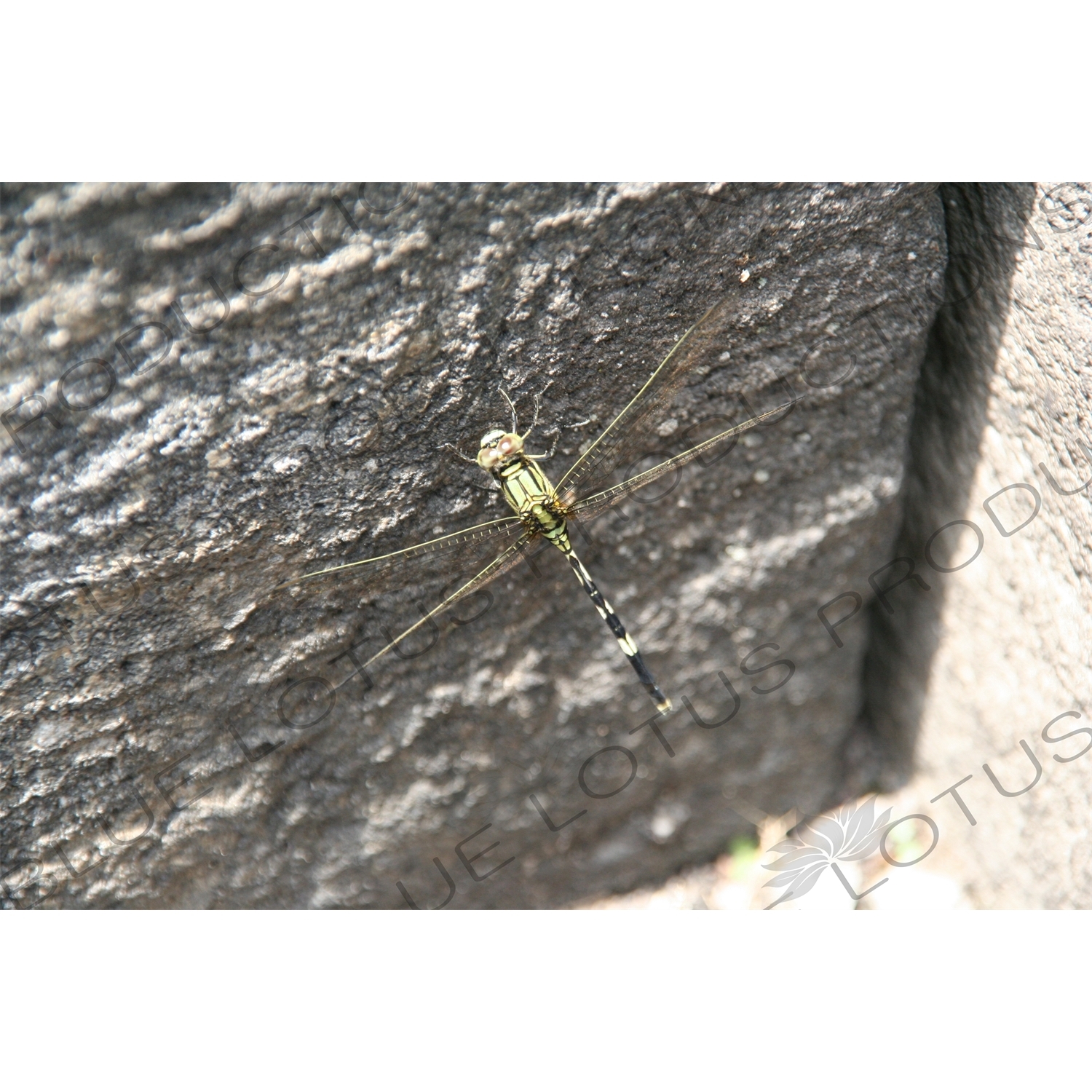 Dragonfly at Prambanan Temple Compound near Yogyakarta