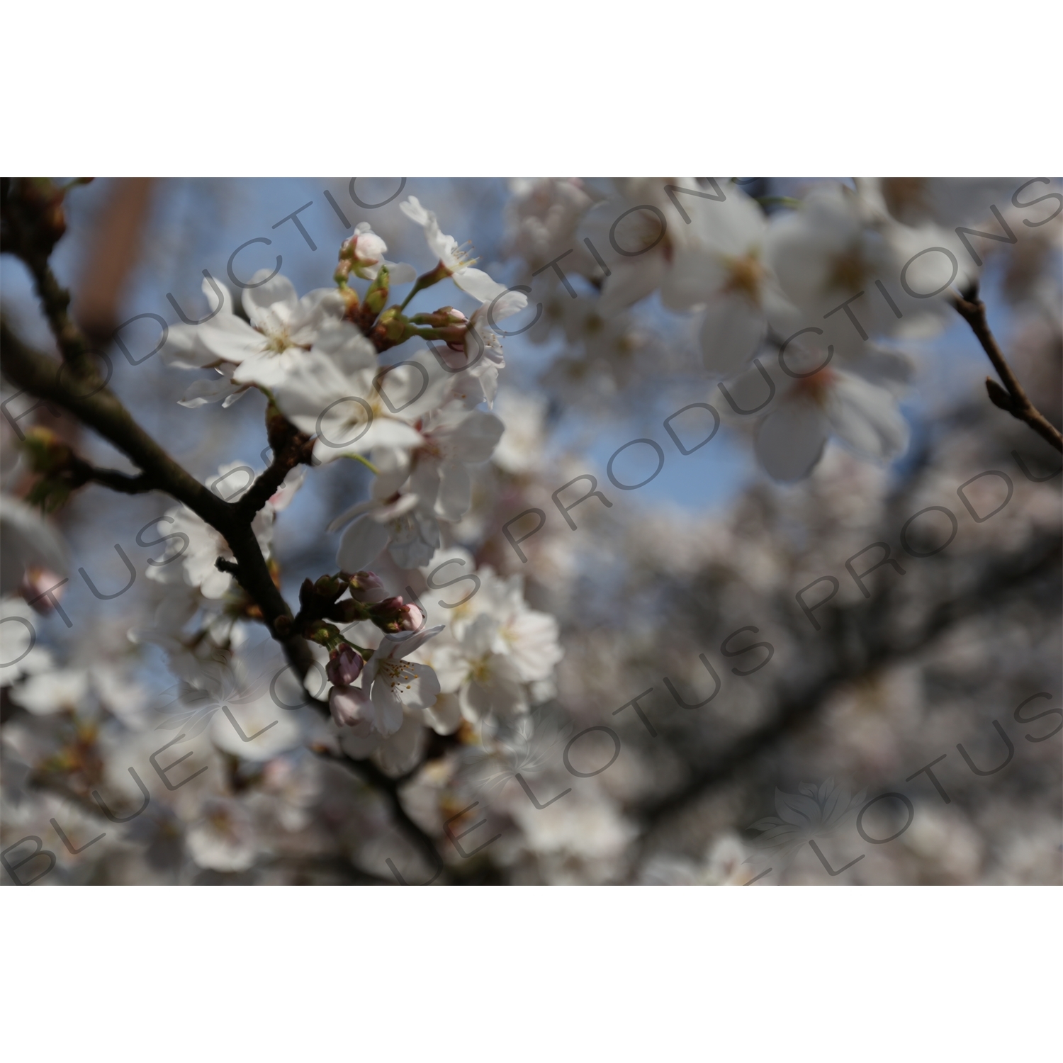 Cherry Blossom Trees in Kinosaki Onsen