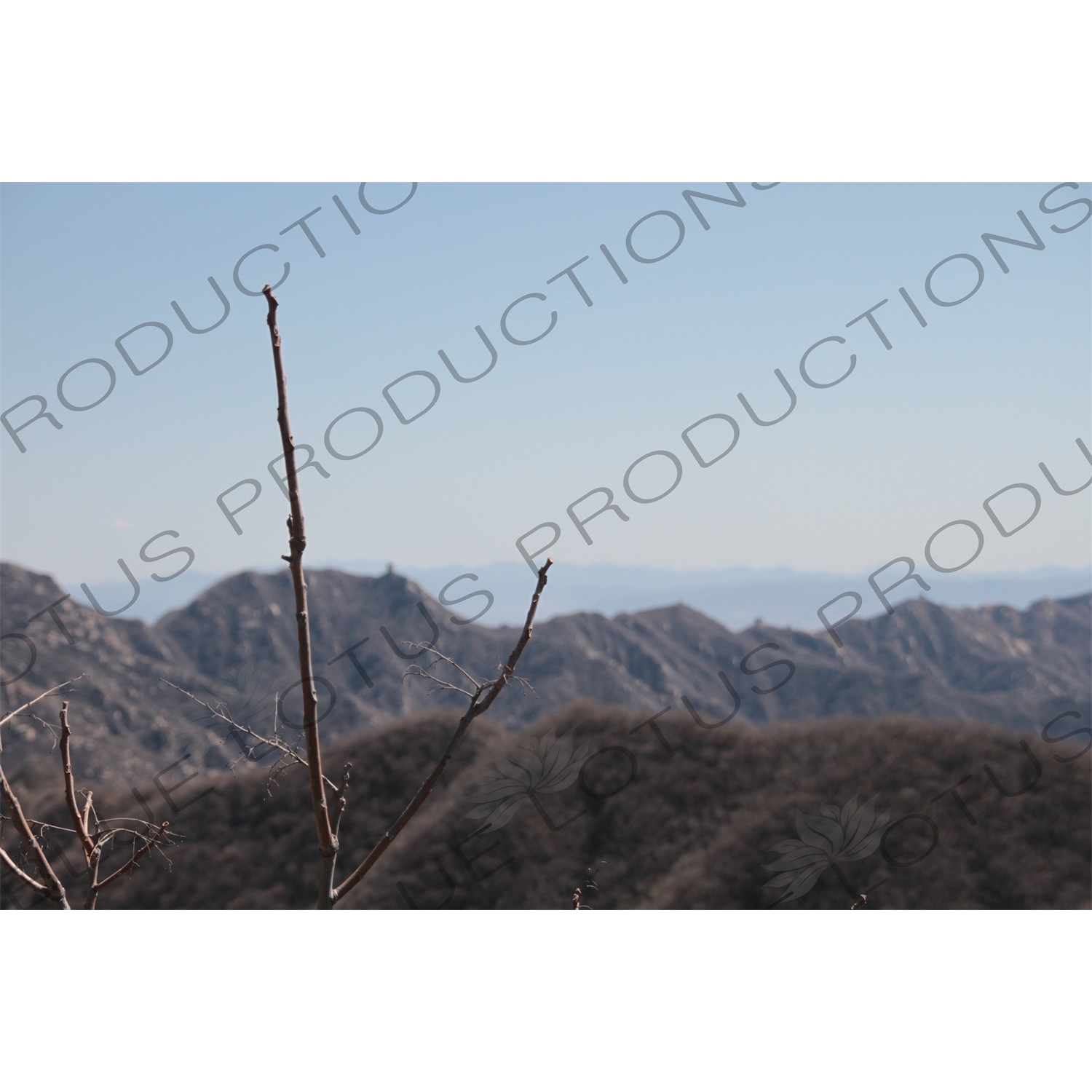 Tree Branch on the Mutianyu Section of the Great Wall of China (Wanli Changcheng) near Beijing