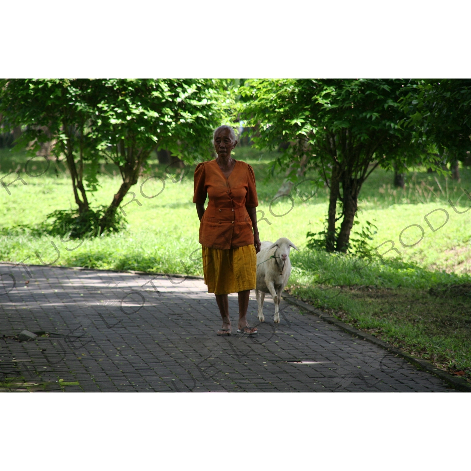 Woman Walking a Goat at the Prambanan Temple Compound near Yogyakarta