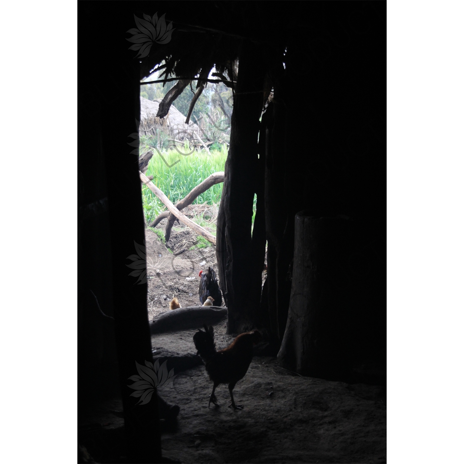 Chickens inside a Hut in Simien Mountains National Park