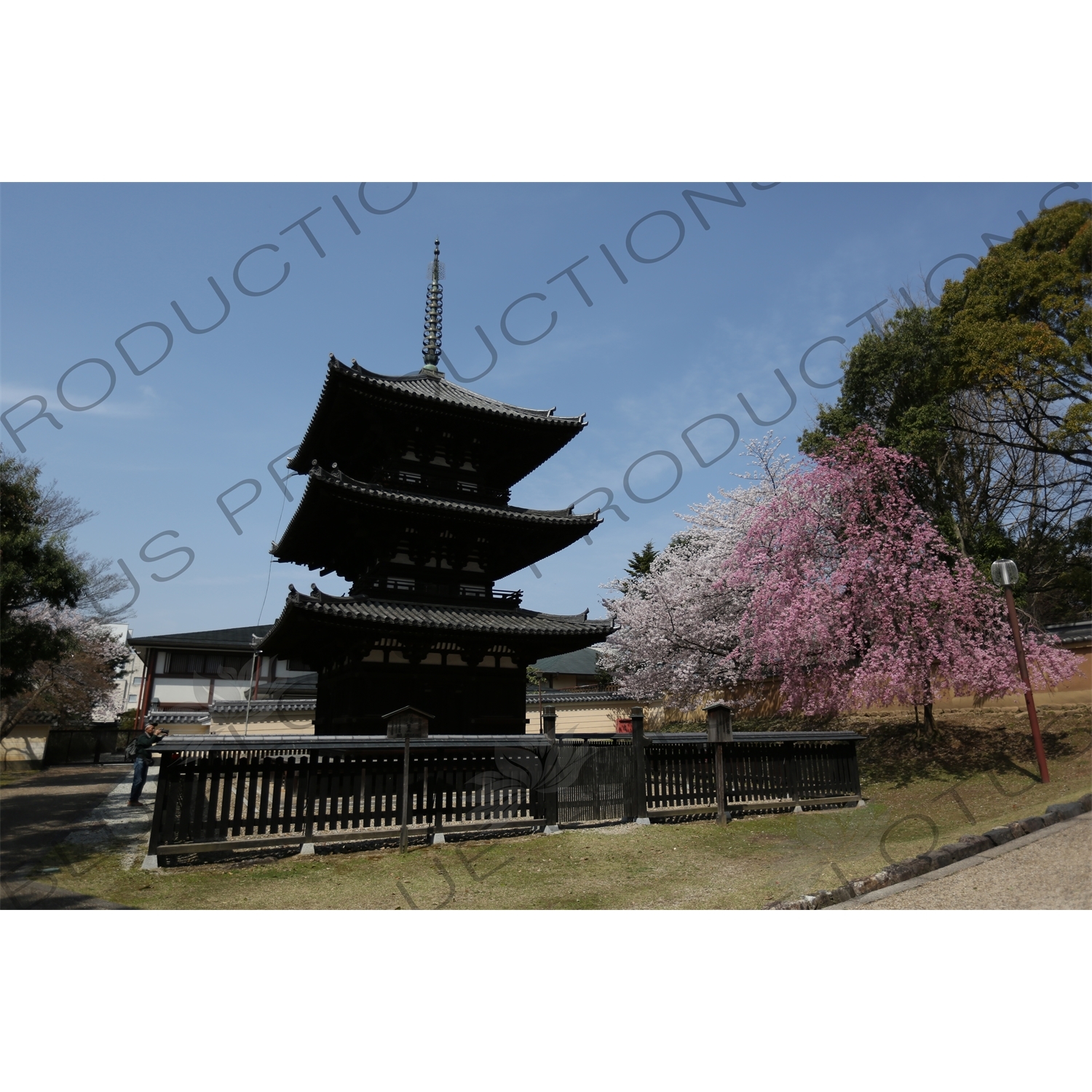 Three Storey Pagoda (Sanju-no-to) and Cherry Blossom Trees in Kofukuji in Nara