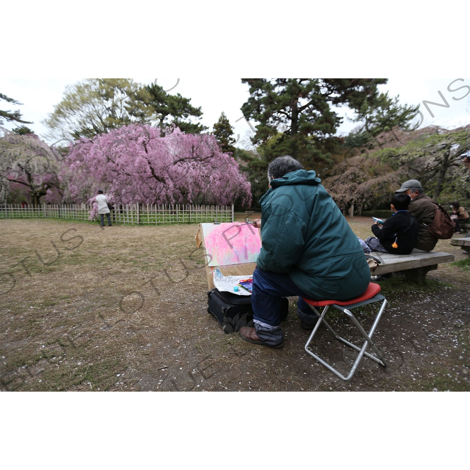 Artist Painting Cherry Blossom Trees in Kyoto Gyoen/Imperial Palace Park in Kyoto