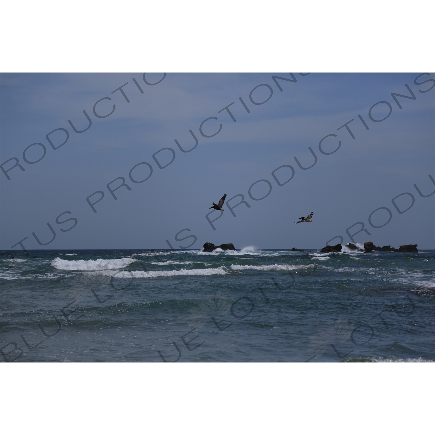 Brown Pelicans Flying over the Ocean off Playa Guiones in Nosara