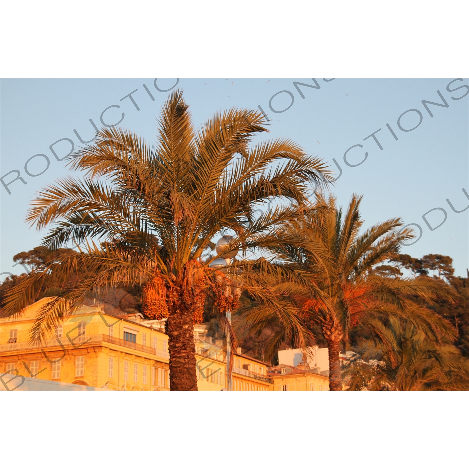 Palm Trees in Nice