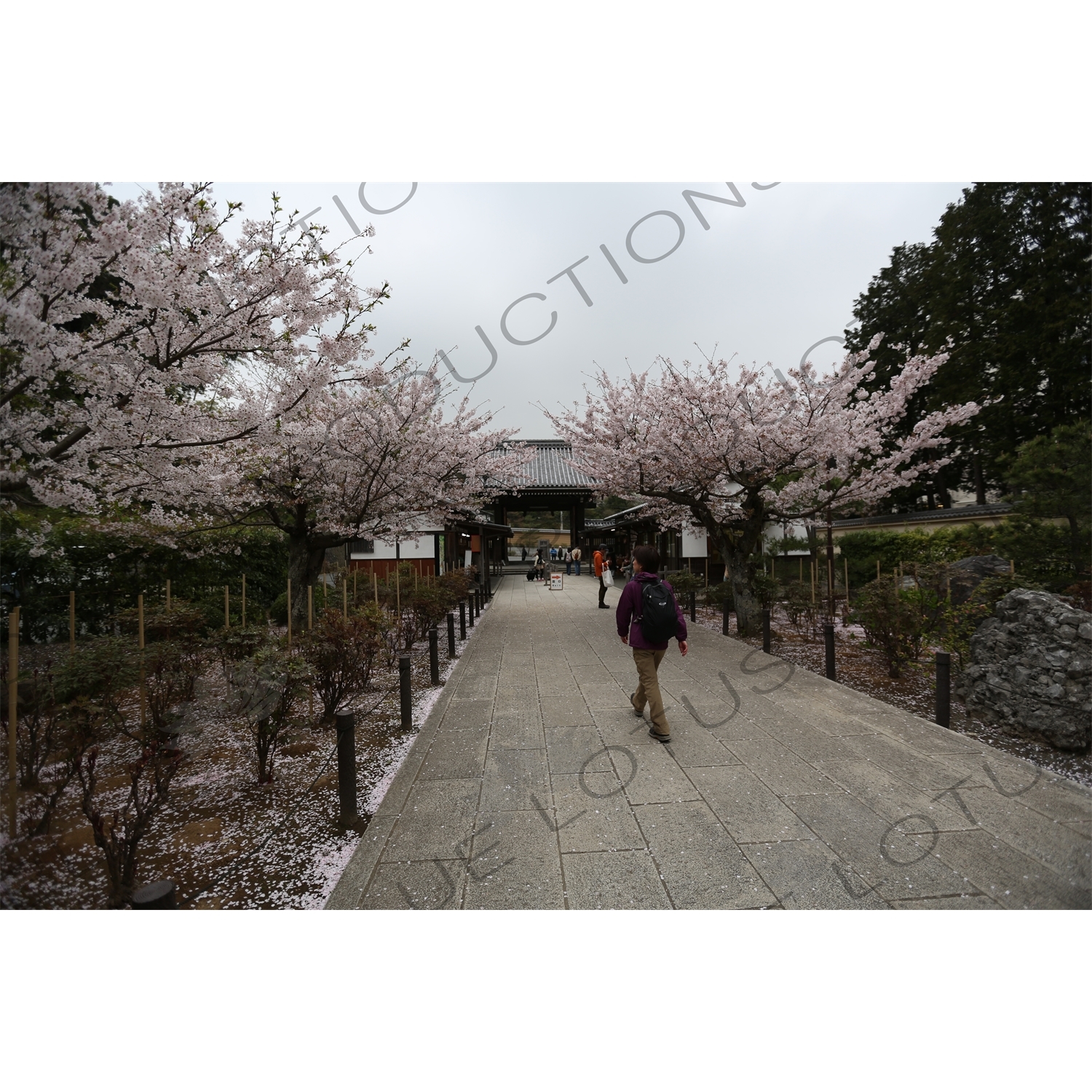 Entry Walkway and Cherry Blossom Trees in Kencho-ji in Kamakura