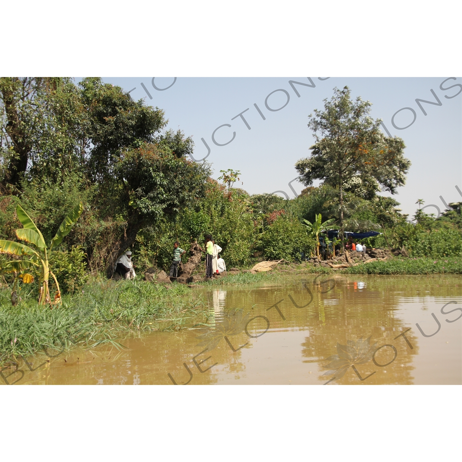 Bank of Lake Tana