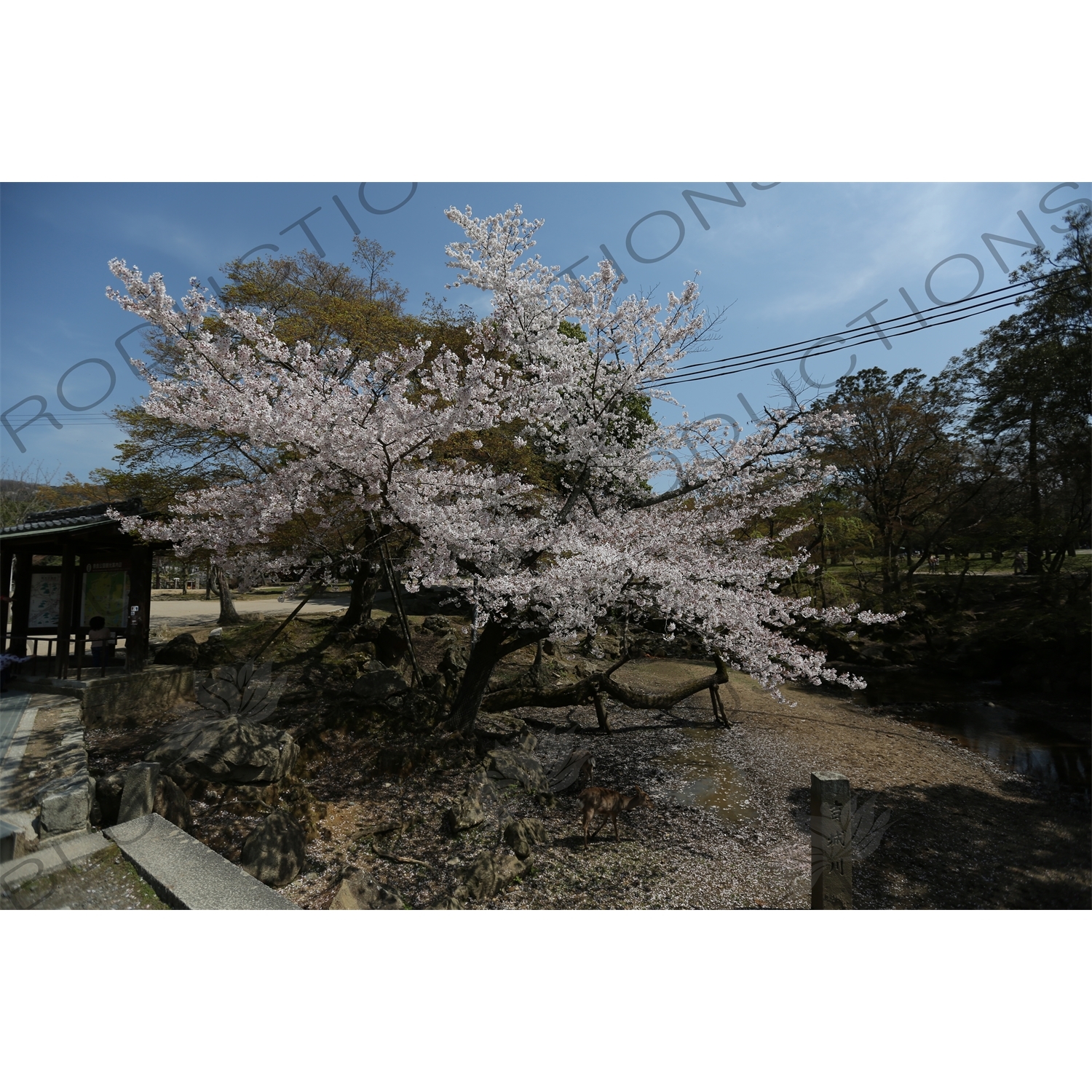 Cherry Blossom Tree in Nara Park