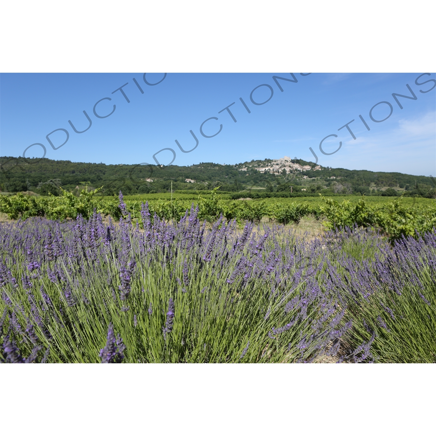 Lavender near Château de Lacoste