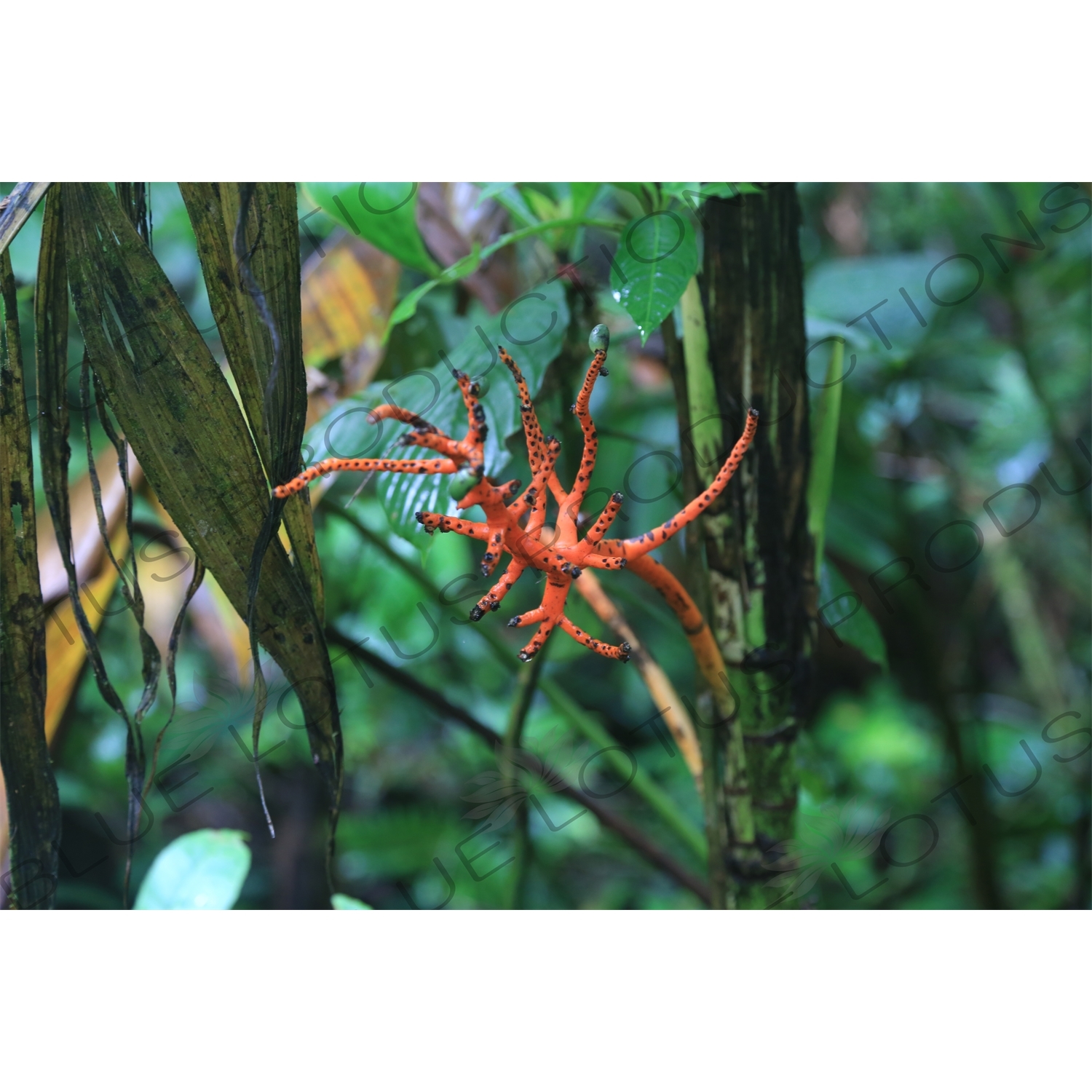 Orange Flower in Monteverde Cloud Forest Reserve