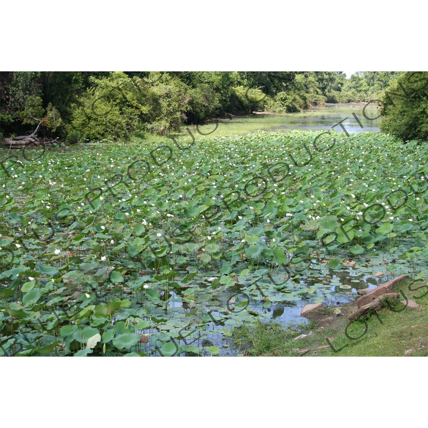 Lilies in Angkor Archaeological Park