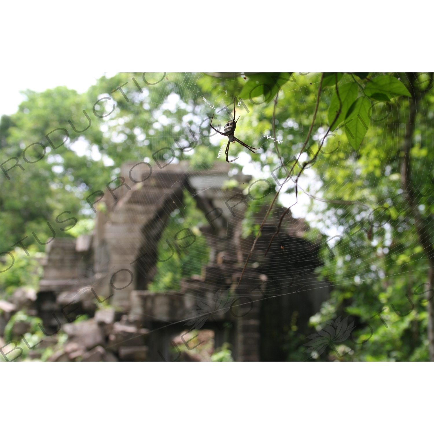 Spider on its Web at Beng Melea in Angkor