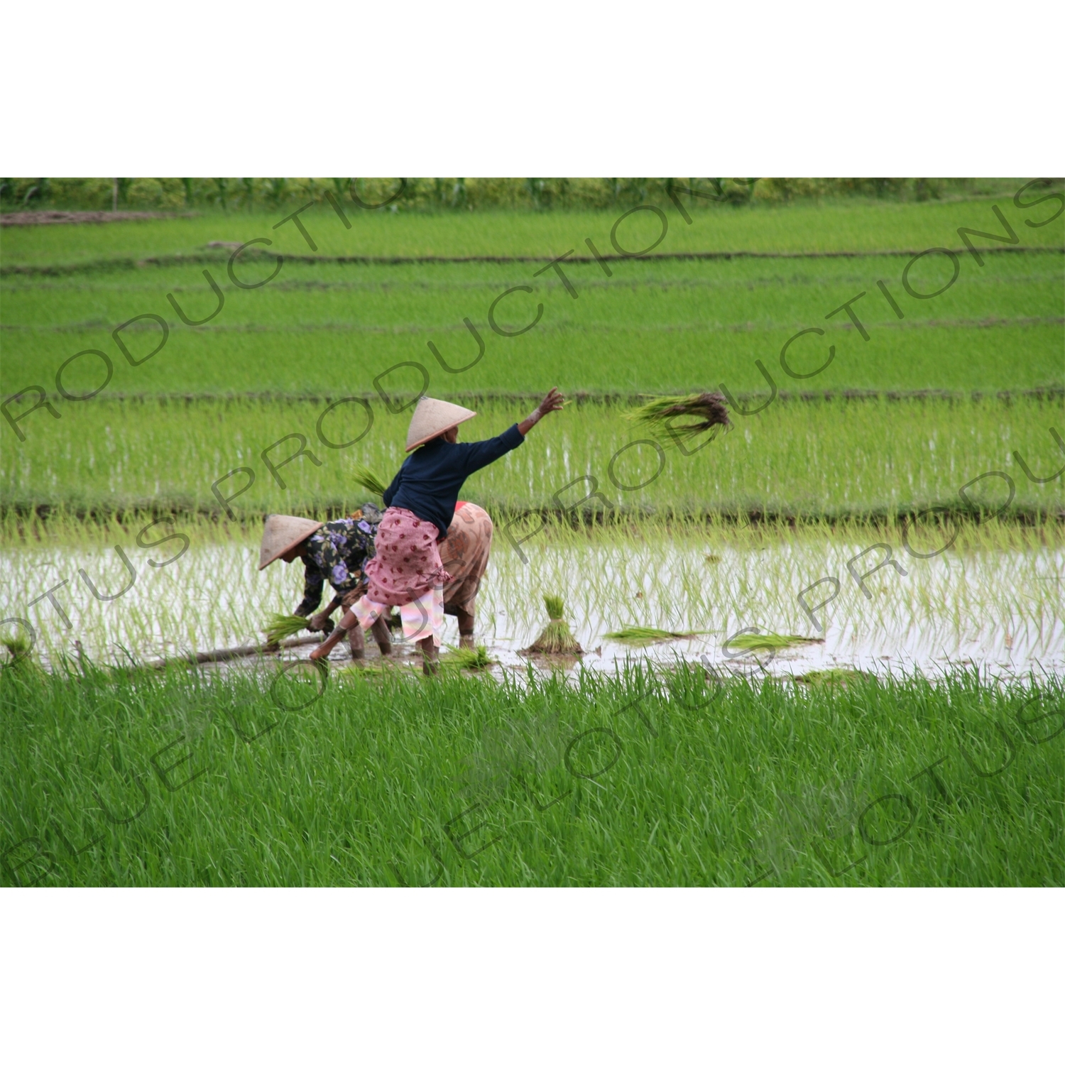 Farmers Planting Rice in Paddy Fields near Yogyakarta