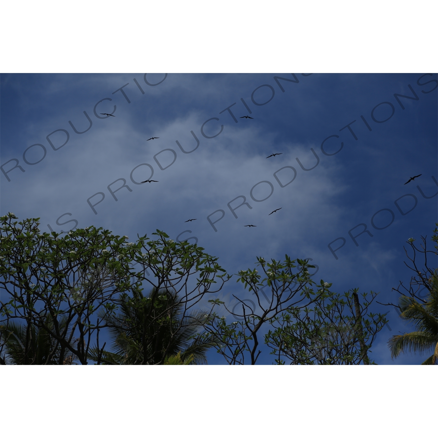 Birds Flying over Playa Guiones in Nosara