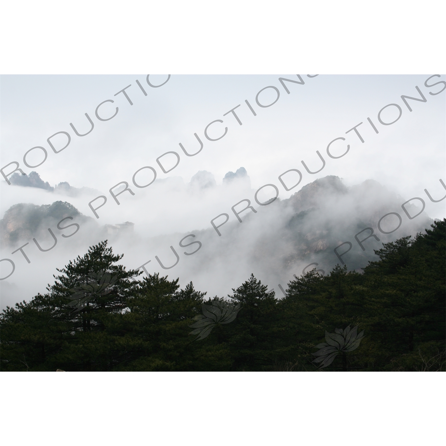 Trees on Yellow Mountain (Huang Shan) in Anhui Province