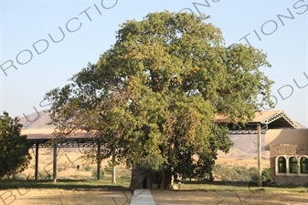 Madonna of the Baobab Tree at the St. Mariam Dearit Shrine in Keren