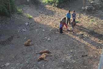 Children and Dogs in Debarq