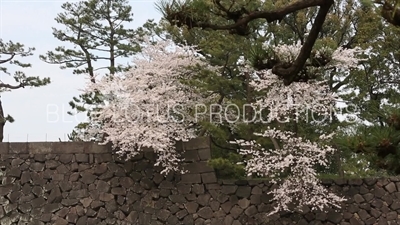 Tokyo Imperial Palace (Kokyo) Cherry Blossom