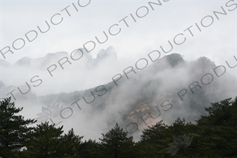 Trees on Yellow Mountain (Huang Shan) in Anhui Province