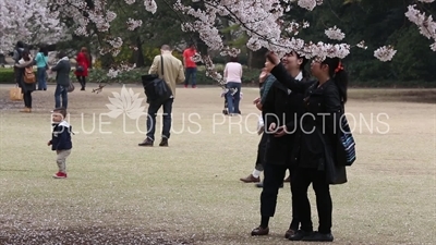 Shinjuku Gyoen National Park Cherry Blossom in Tokyo