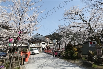 Lanterns Hanging in Cherry Blossom Trees in Kinosaki Onsen