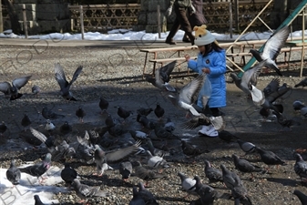 Pigeons in Zenko-ji in Nagano