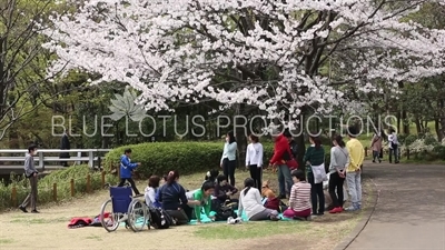 Kitanomaru Park/Garden Picnic in Tokyo