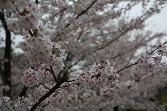 Cherry Blossom Trees on the Biwako Incline in Kyoto