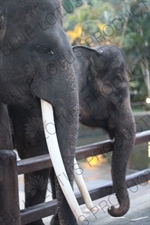 Two Elephants in Bali