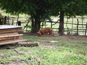 Pig on a Bank of the Mekong River