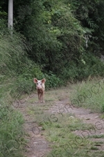 Pig on a Path near the Jinsha River in the Tiger Leaping Gorge (Hu Tiao Xia) Scenic Area