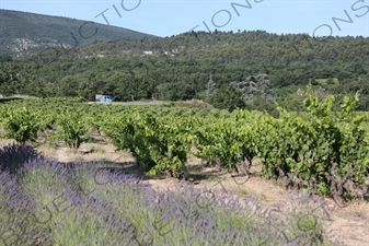 Countryside around Château de Lacoste