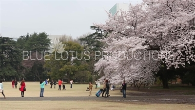 People Photographing Cherry Blossom in Shinjuku Gyoen National Park in Tokyo