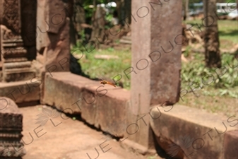 Dragonfly in Banteay Srei in Angkor