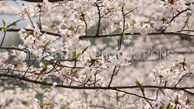 Tokyo Cherry Blossom