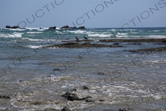 Brown Pelicans in the Water off Playa Guiones in Nosara