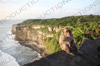 Crab Eating Macaque Sitting on a Sea Wall at the Ubud Monkey Forest in Bali