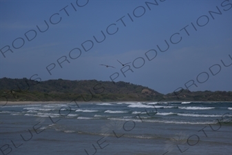 Brown Pelicans Flying over the Ocean off Playa Guiones in Nosara