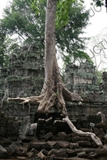 Tree Growing out of Ta Prohm Ruins in Angkor