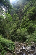 Rainforest on the way to San Luis Waterfall