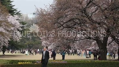 Shinjuku Gyoen National Park in Tokyo