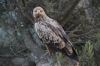 Golden Eagle in Simien Mountains National Park