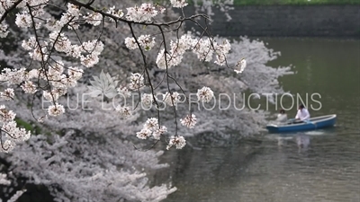 Tokyo Imperial Palace (Kokyu) Chidorigafuchi Moat Cherry Blossom