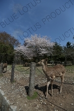 Deer in Nara Park