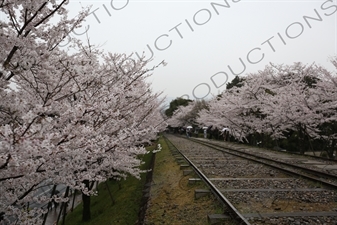 Cherry Blossom Trees on the Biwako Incline in Kyoto