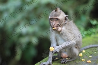Monkey Eating in a Park in Bali