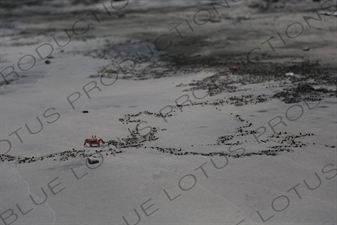 Red Fiddler Crabs on Playa Guiones in Nosara